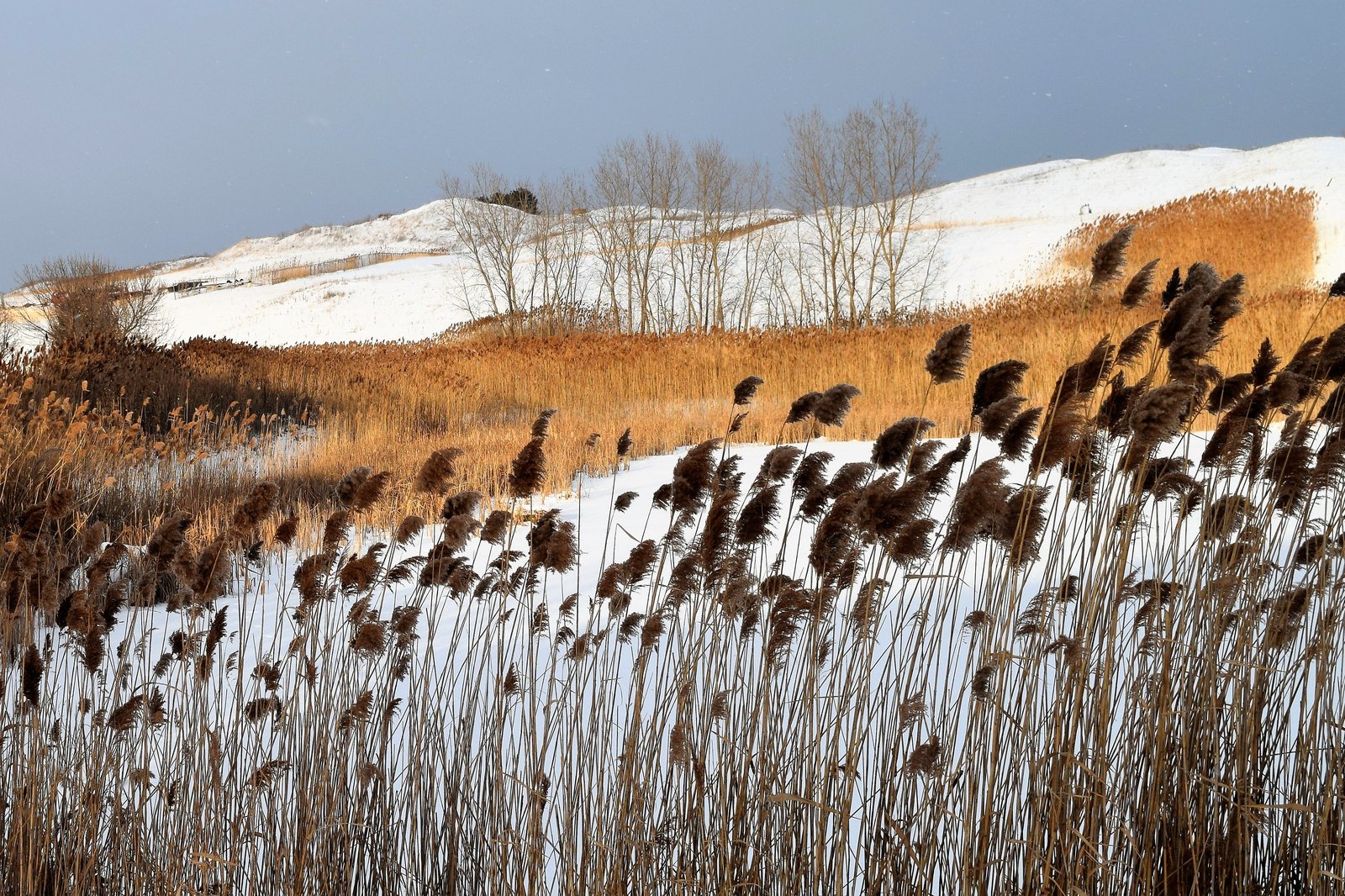 Illinois landscape